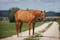 Horse ad