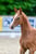 Paardadvertentie