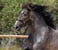 Horse ad