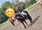 Annuncio cavallo