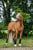 Annonce cheval