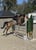 Horse ad