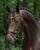 Horse ad