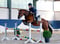 Annuncio cavallo