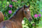 Horse ad