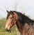 Annuncio cavallo
