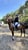Horse ad