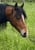 Horse ad