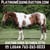 Annuncio cavallo