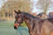 Horse ad