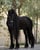 Horse ad