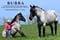 Horse ad