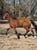 Annonce cheval
