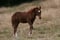 Pferdeinserat
