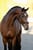Annuncio cavallo