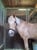 Horse ad