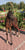 Annuncio cavallo
