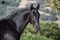 Annonce cheval