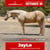 Annuncio cavallo
