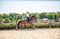 Horse ad