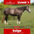 Paardadvertentie