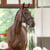 Annuncio cavallo