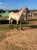 Horse ad