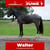 Paardadvertentie