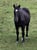 Horse ad