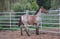 Horse ad