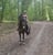Horse ad