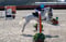 Annuncio cavallo