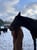 Horse ad
