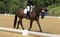 Annuncio cavallo