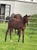 Horse ad