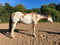 Horse ad