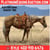Horse ad