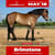 Horse ad
