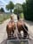 Annuncio cavallo