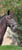 Horse ad