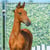 Annuncio cavallo