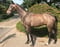 Anuncio de caballos