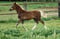 Horse ad