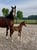Horse ad
