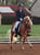 Horse ad