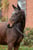 Anuncio de caballos