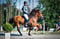 Horse ad