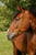 Annuncio cavallo