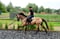 Horse ad