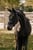 Annuncio cavallo
